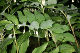 Polygonatum x hybridum RCP05-07 001.jpg